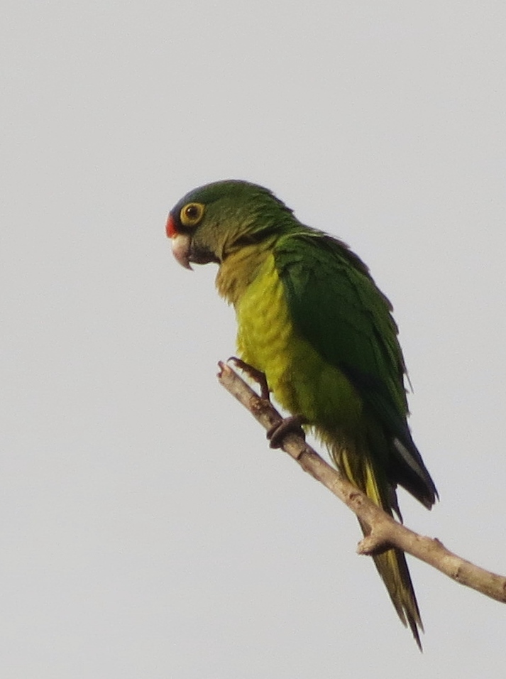 Orange-fronted Parakeet illustration