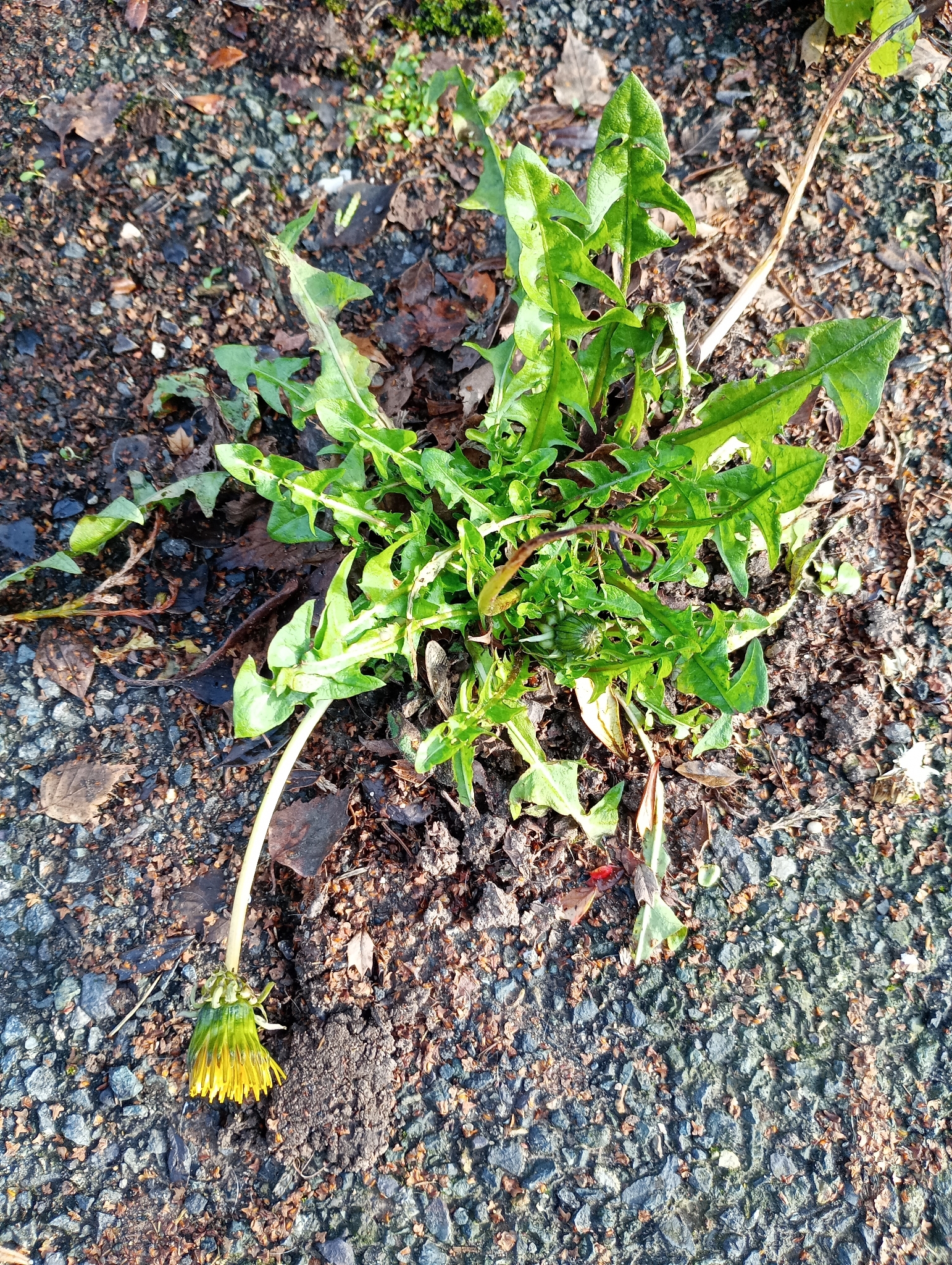 Taraxacum officinale
