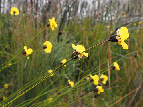 Tall Yellow-Eyed Grass (Xyris operculata)