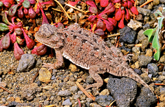 Phrynosoma douglasii