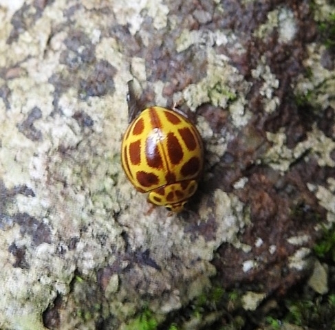 Neda tredecimsignata