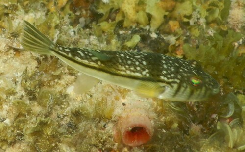 Banded toadfish (Torquigener pleurogramma) — Tetraodontidae