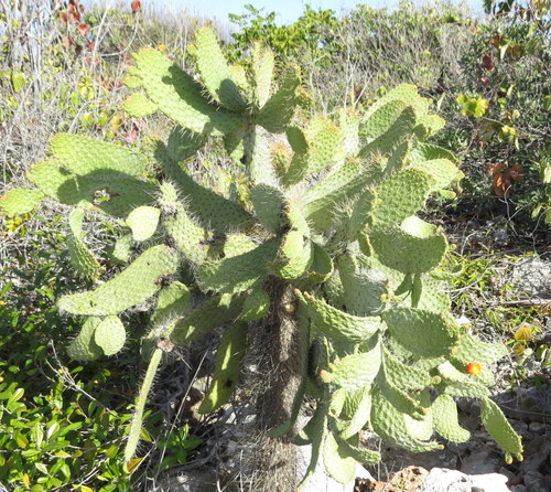 Image of Consolea spinosissima by (c) Millie Basden, some rights reserved (CC BY)
