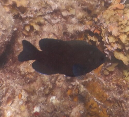 Acerola Damselfish