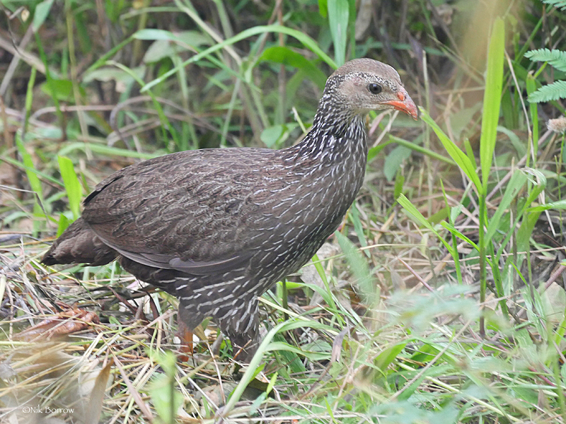 Ahanta Spurfowl (Pternistis ahantensis) photo