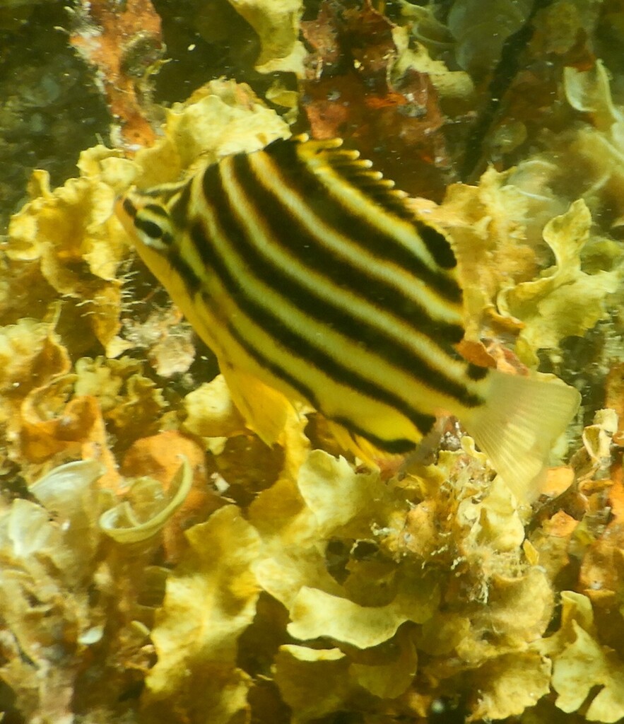 Buttefly fish (Microcanthus strigatus) — Kyphosidae