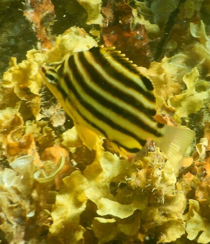 Buttefly fish (Microcanthus strigatus) — Kyphosidae