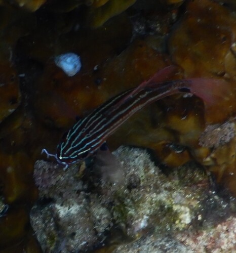 Glassfish (Silversides)