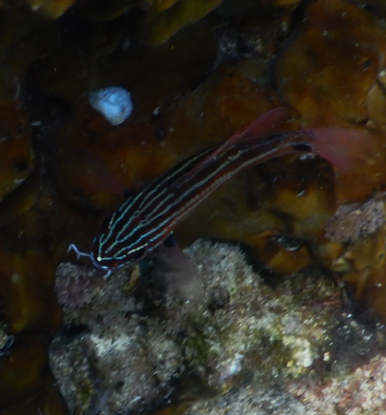 Glassfish (Silversides)