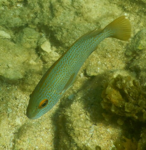 Goldspotted sweetlips (Plectorhinchus flavomaculatus) — Haemulidae — 5