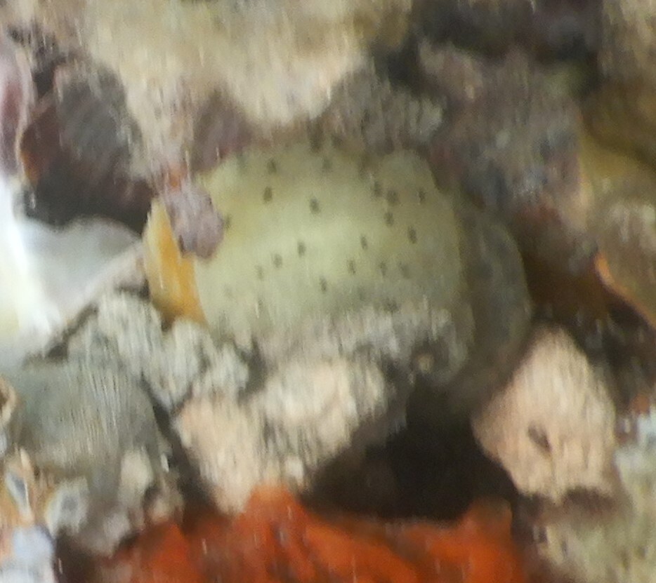 Phallusia obesa (Herdman, 1880)
