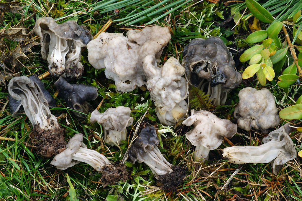 Helvella sulcata