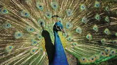 Colorful peacock exhibiting at the zoo in Salvador Bahia, Brazil. The birds  of the genus Pavo and Afropavo of the pheasant family are called peacock  Stock Photo - Alamy