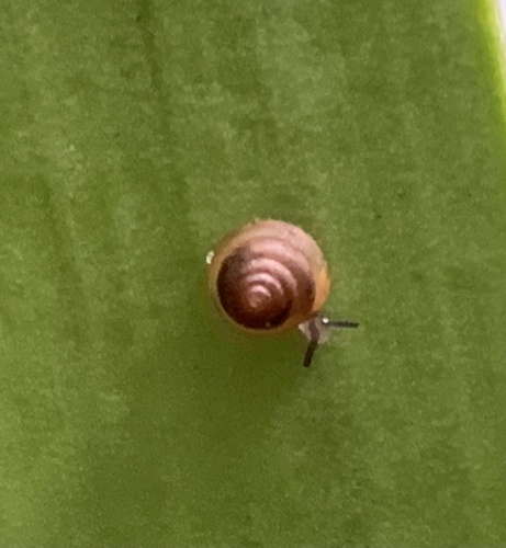 Kaliella barrakporensis, 2026-01-01