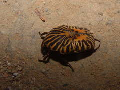 Gymnetis stellata