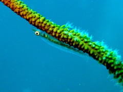 Bryaninops