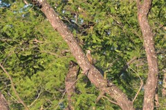 Campethera scriptoricauda