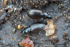 Agonum fuliginosum