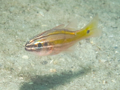 Cavite Cardinalfish photo 4