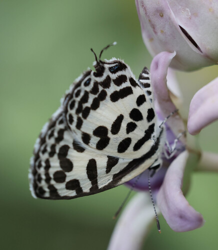 Castalius rosimon
