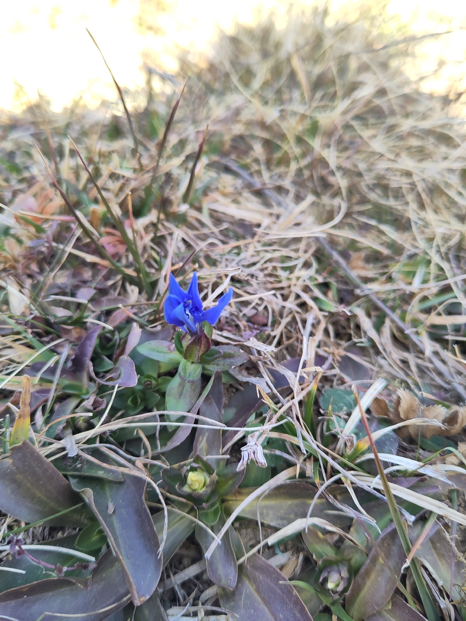 Spring gentian