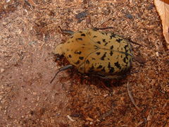Gymnetis bajula wollastoni
