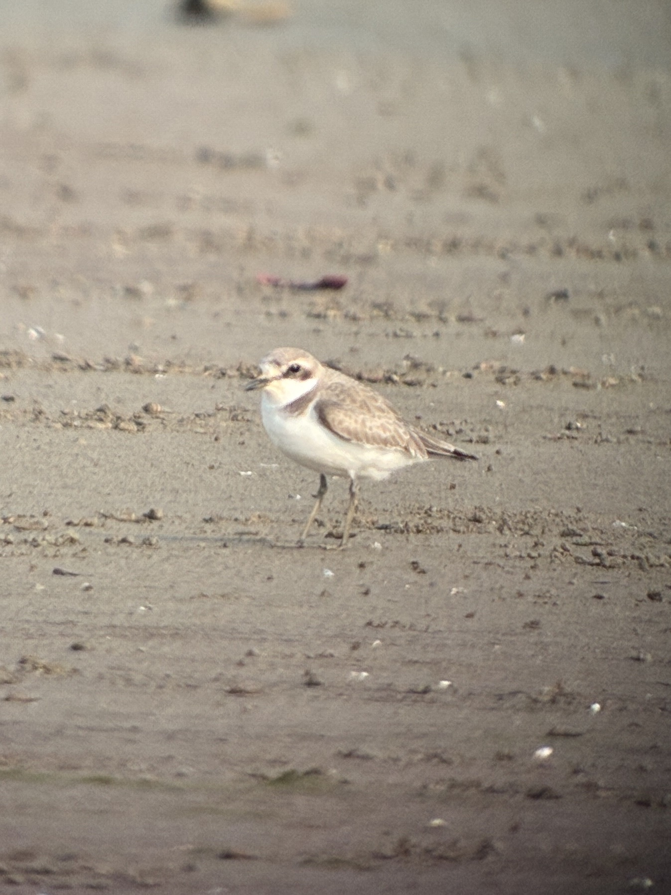 Greater Sand Plover