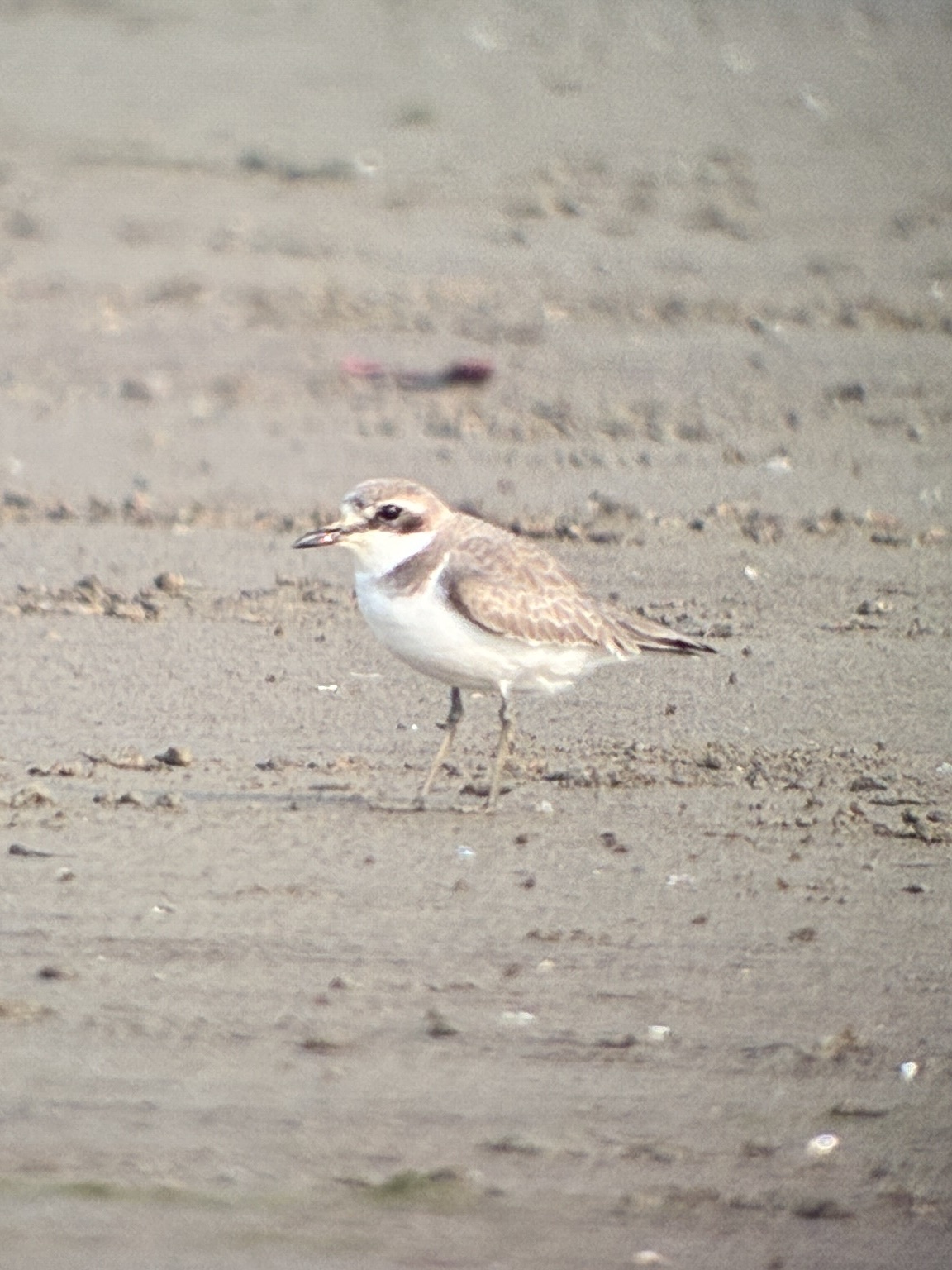 Greater Sand Plover