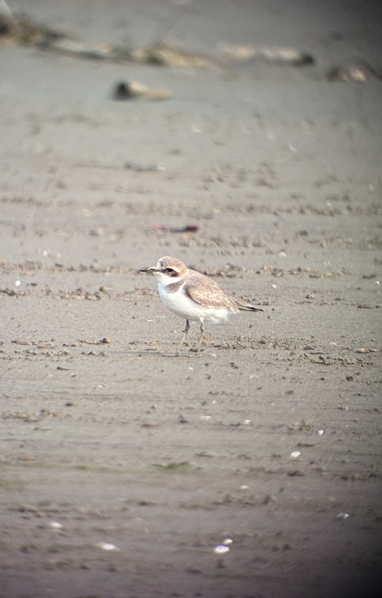 Greater Sand Plover
