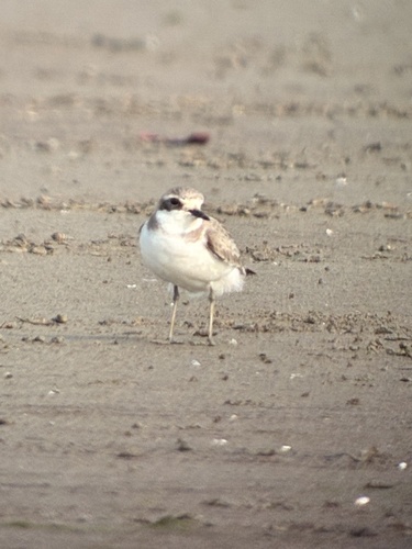 Greater Sand-Plover