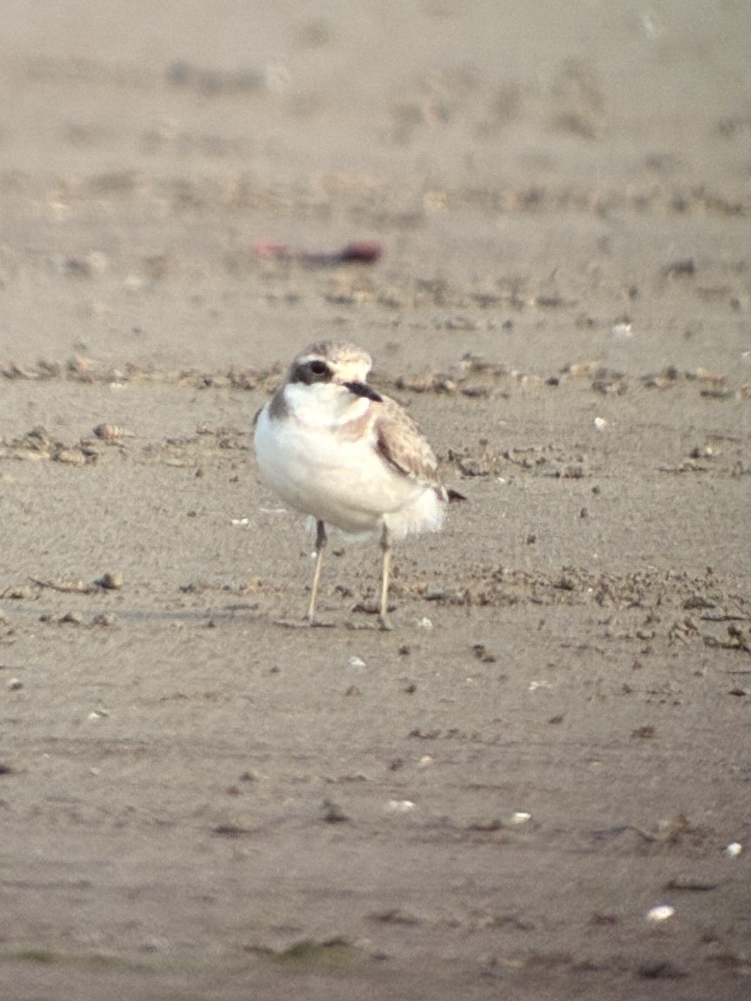 Greater Sand Plover