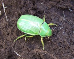 Chrysina laniventris