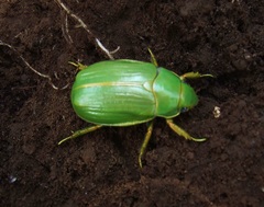 Chrysina laniventris