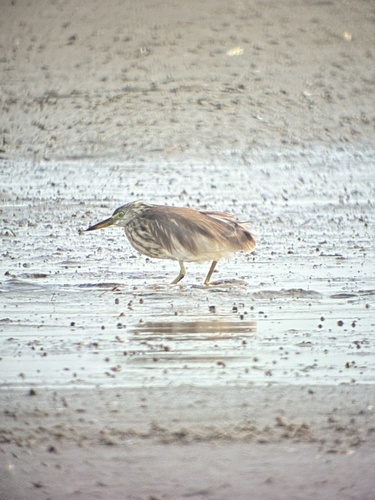 Chinese Pond Heron (Ardeola bacchus)
