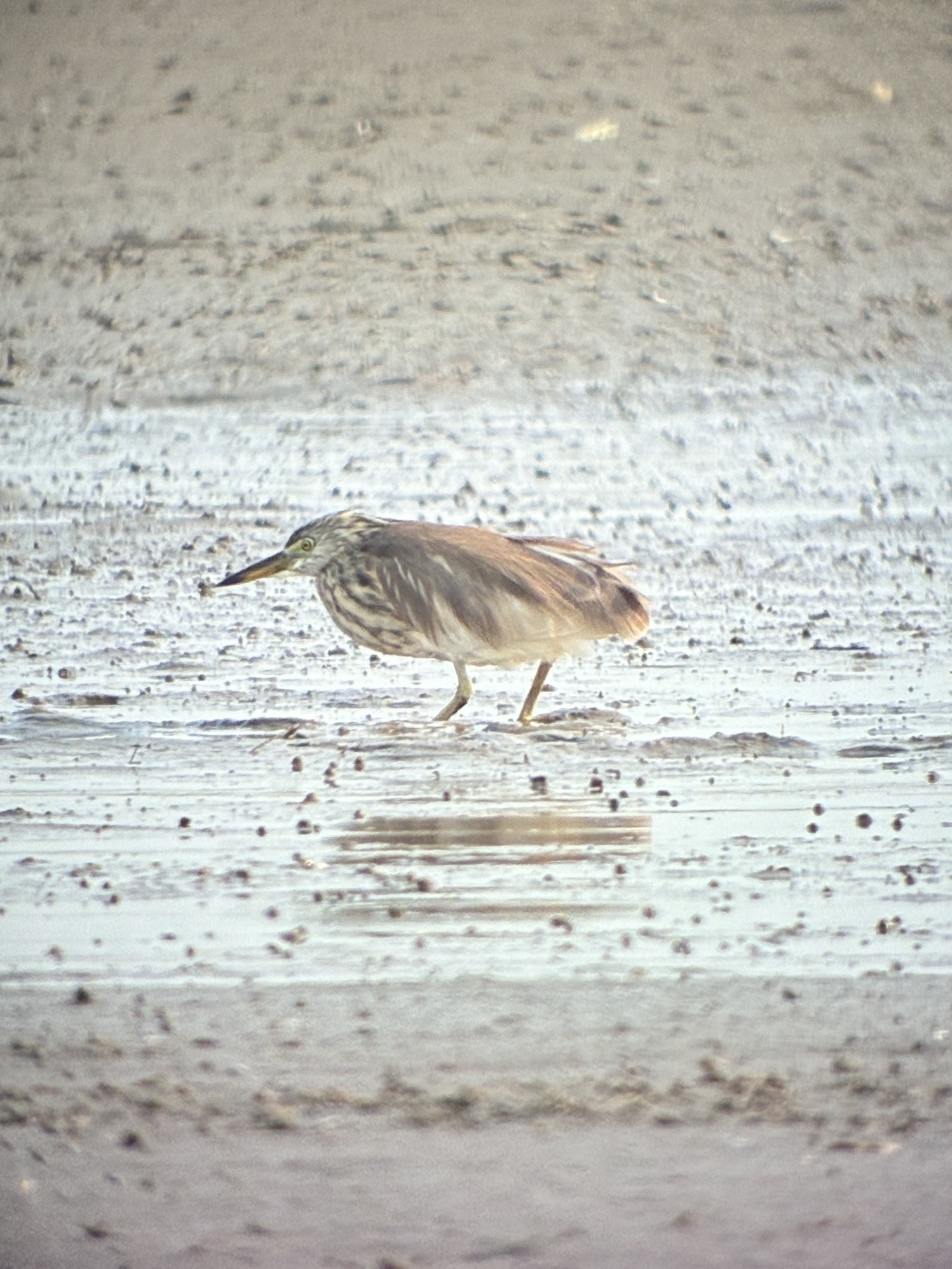 Chinese Pond Heron (Ardeola bacchus), photo 1