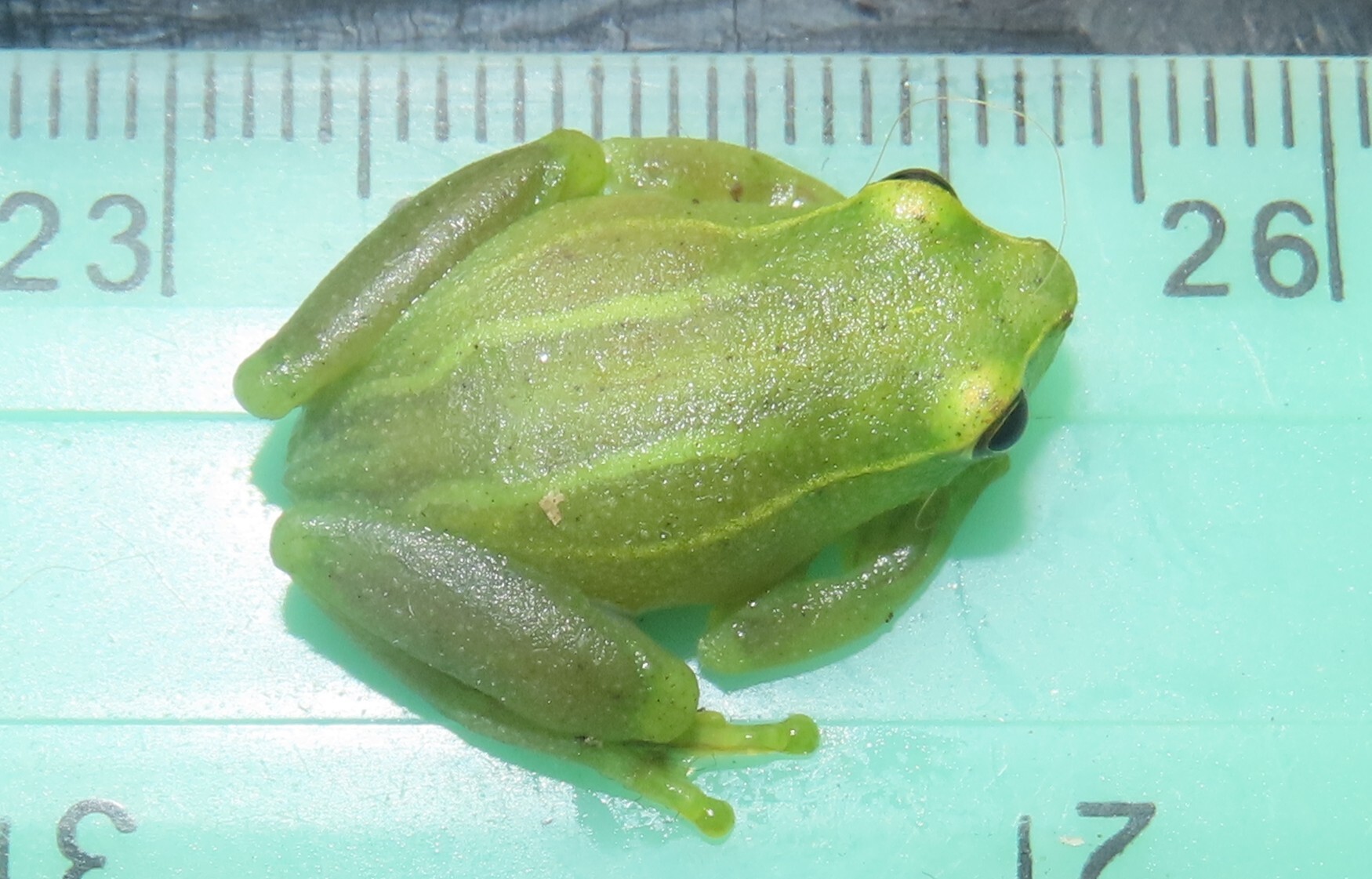 Hyperolius pusillus (Cope, 1862)