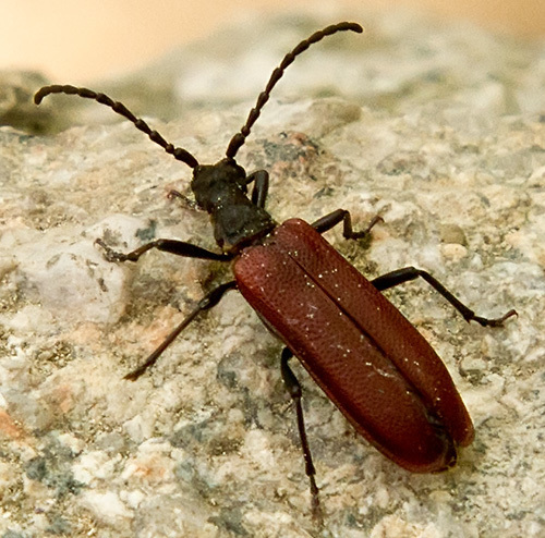 Enoploderes breviantennatus