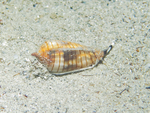 Imbricaria conularis observed 2015-01-31