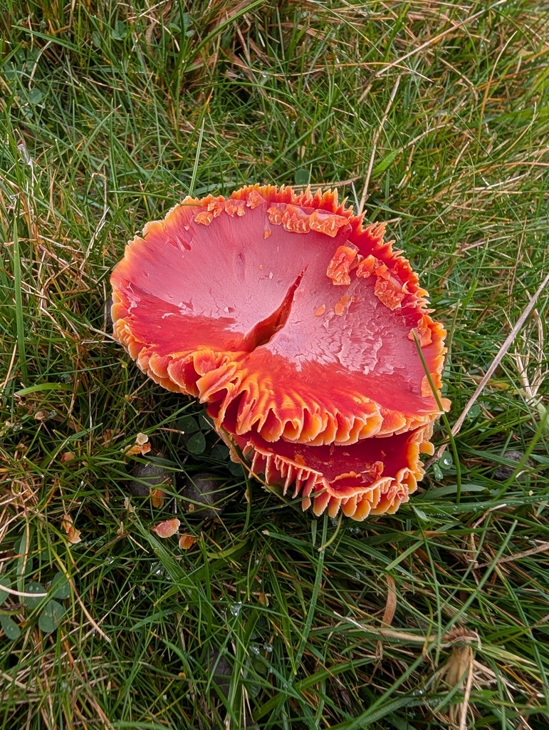 Hygrocybe coccinea · November 2025 · photo: © ianwright1970 (iNaturalist, cc-by)