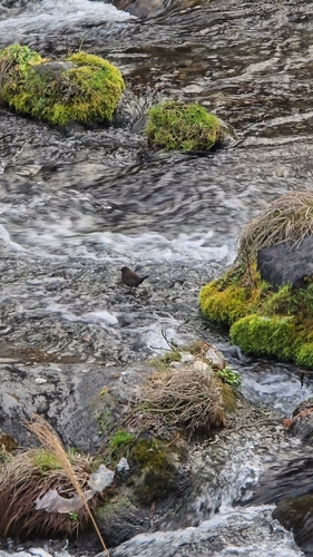 Brown Dipper (Cinclus pallasii)