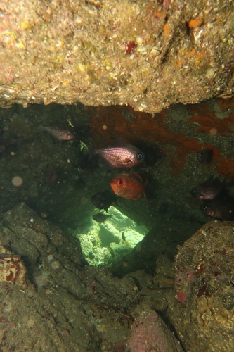 Bigscale bullseye (Pempheris multiradiata) — Pempheridae