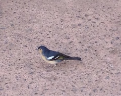 Fringilla coelebs canariensis