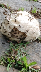 Polistinae