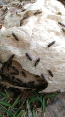 Polistinae