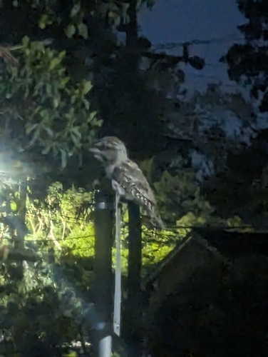 Tawny Frogmouth (Podargus strigoides), photo 4