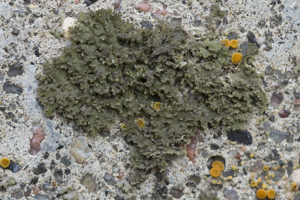 Sandy Oysters