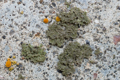 Phaeophyscia nigricans