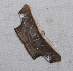 Tessarotis rubrata