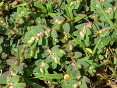 Euphorbia yucatanensis