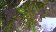 Elodea